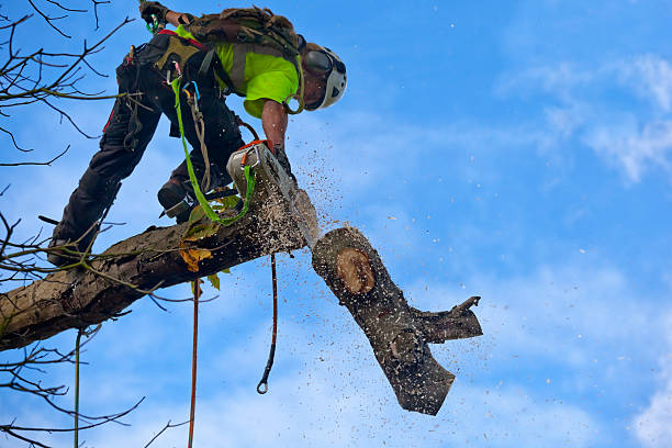 How Our Tree Care Process Works  in  Helena West Side, MT